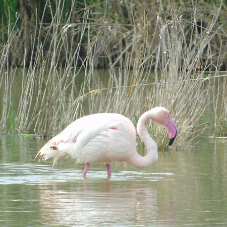 Appartamenti Lucia Quartu SantʼElena Kültér fotó