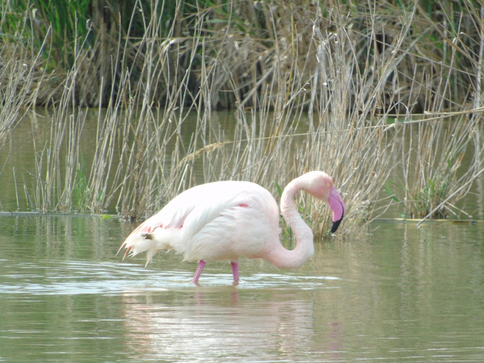 Appartamenti Lucia Quartu SantʼElena Kültér fotó